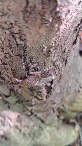Clouded Anole (Anolis nebulosus)