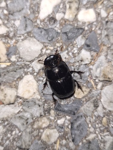 Copris lunaris