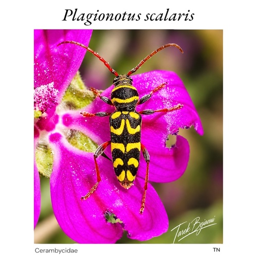 Neoplagionotus scalaris