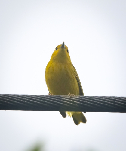 Northern Yellow Warbler (Setophaga aestiva)