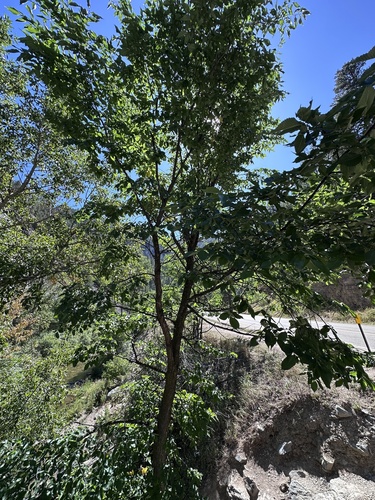 American elm