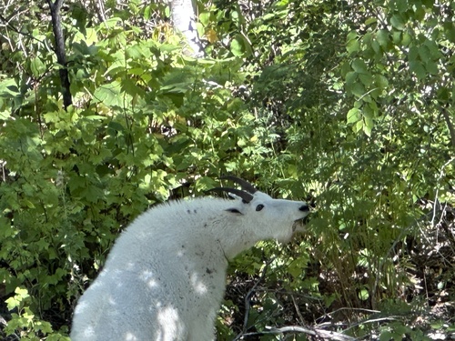 Mountain Goat