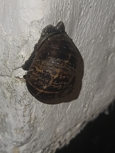 Garden Snail