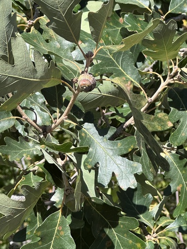 bur oak