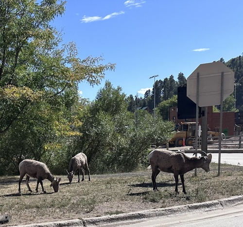 Bighorn Sheep