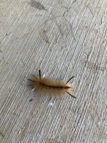 Banded Tussock Moth
