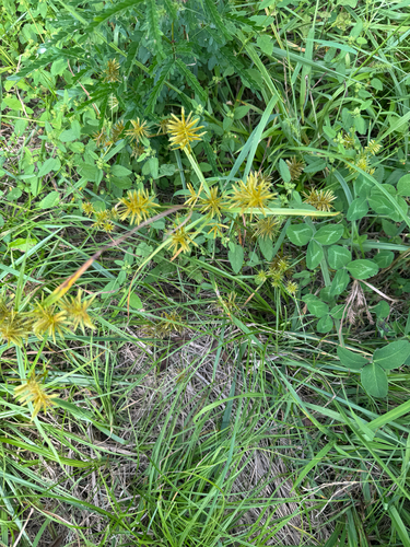 straw-colored flatsedge