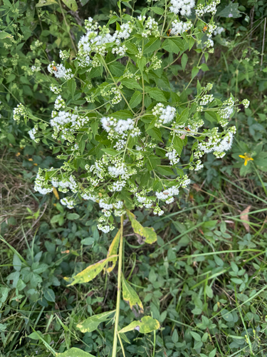 white snakeroot