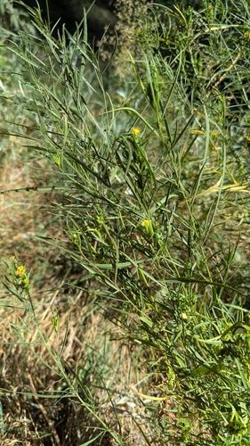 iNaturalist observation photo of Parry's Goldenbush