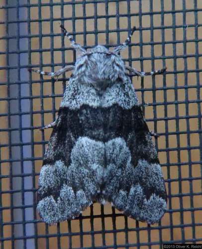 Eastern Panthea Moth