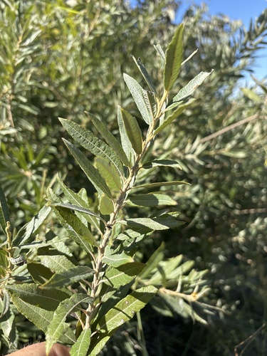Prairie Willow