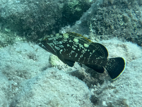 Dusky Grouper