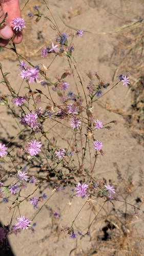 iNaturalist observation photo of Sierra lessingia