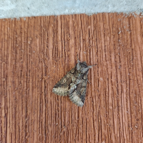 Green-brindled Crescent