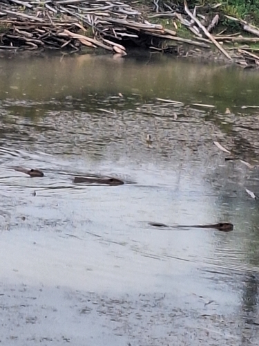 American Beaver
