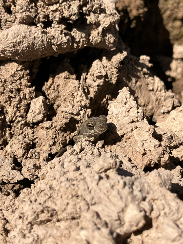 Sonoran Desert Toad