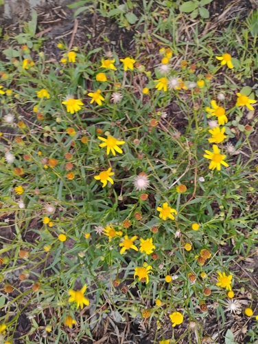 Madagascar Ragwort