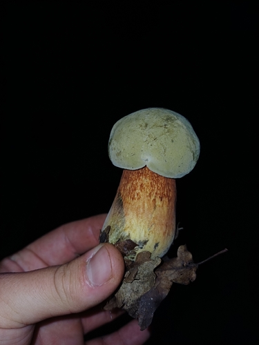 Lurid Bolete