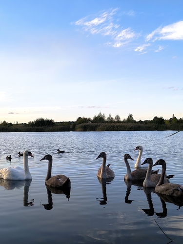 Mute Swan