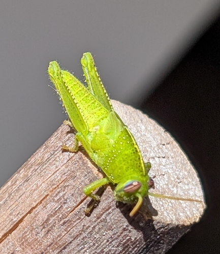 Egyptian Bird Grasshopper