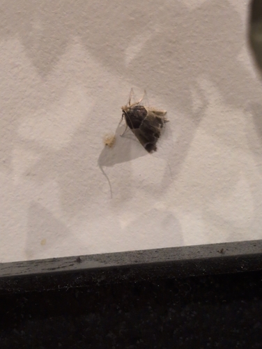 Meal moth