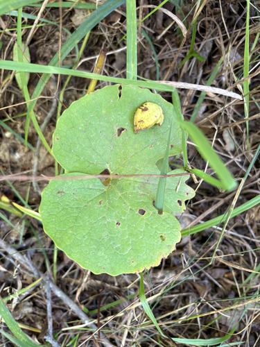 bloodroot