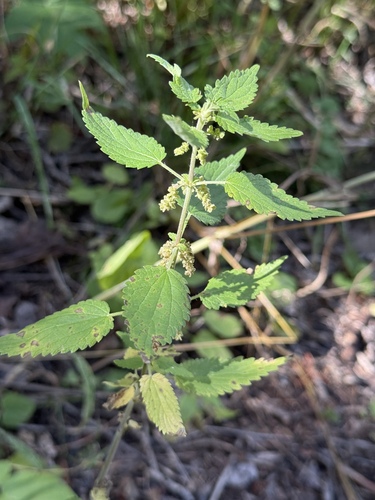 slender stinging nettle