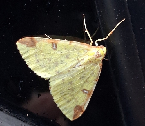 Brimstone Moth