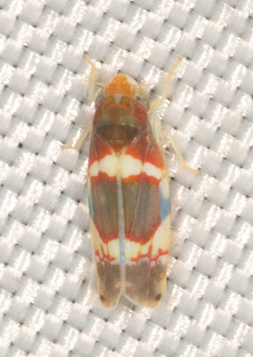 Grapevine Leafhopper