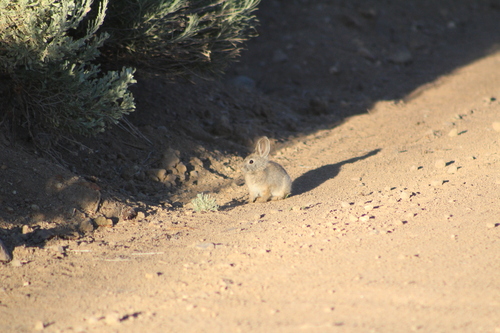 Pygmy Rabbit observed by morganbroad