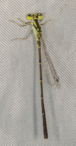 Fragile Forktail