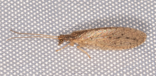 Micromus subanticus