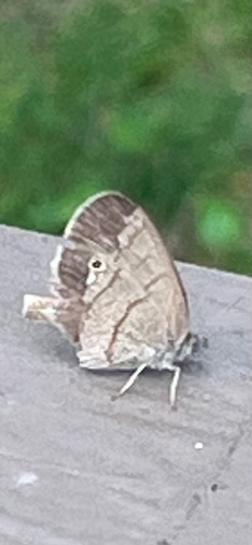 Carolina Satyr