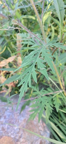 common ragweed