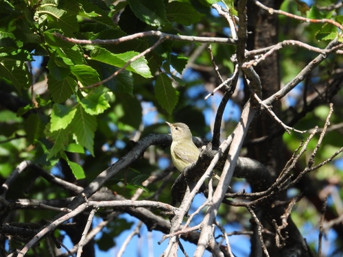 Western Warbling Vireo