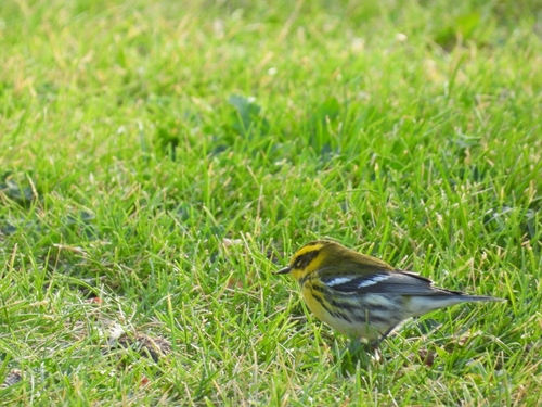 Townsend's Warbler