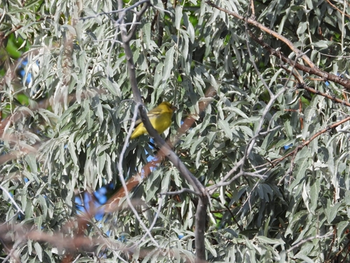 Western Tanager