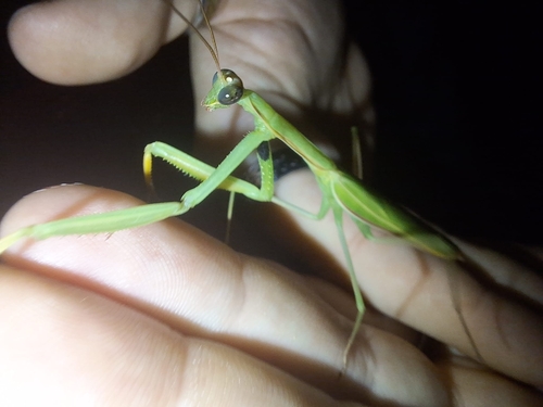 European Mantis