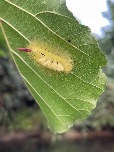 Pale Tussock Moth