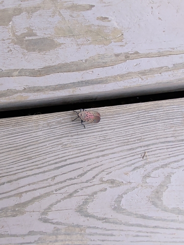 Spotted Lanternfly