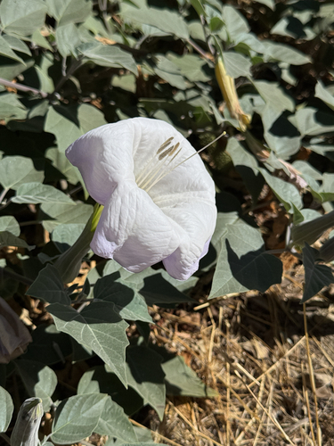 iNaturalist observation photo of Sacred Datura