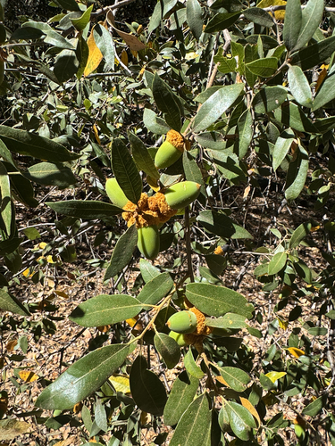 iNaturalist observation photo of canyon live oak