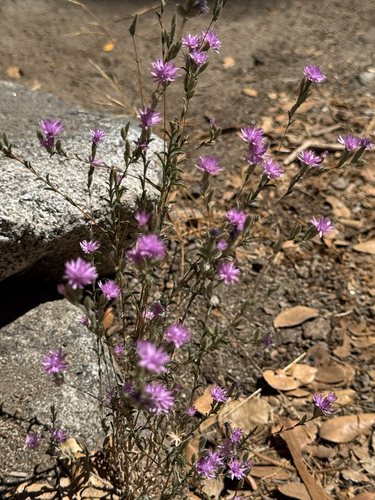 iNaturalist observation photo of Sierra lessingia