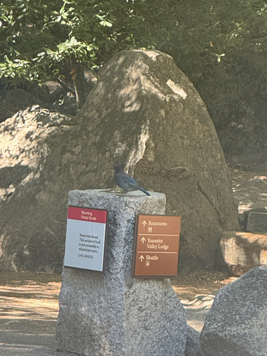 iNaturalist observation photo of Steller's Jay