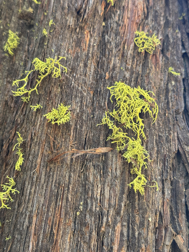 iNaturalist observation photo of wolf lichen
