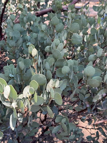 iNaturalist observation photo of Whiteleaf Manzanita