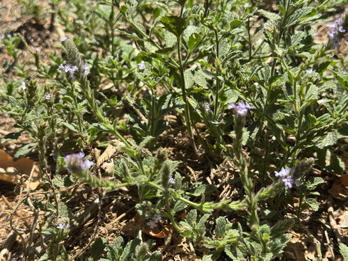 iNaturalist observation photo of western vervain