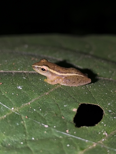 Two-striped Bubble-nest Frog