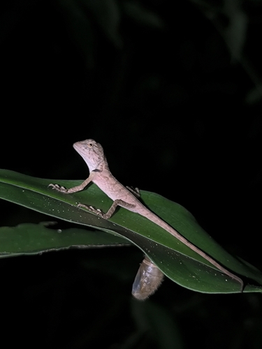 Forest Garden Lizard