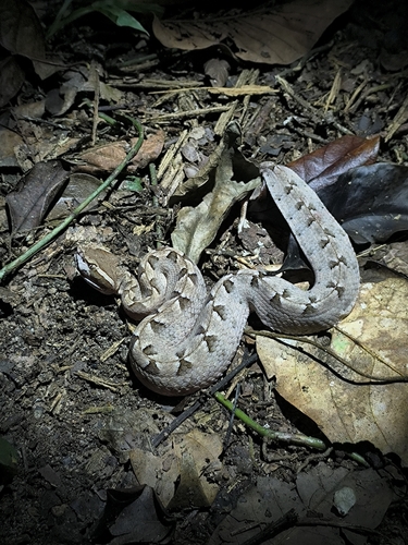 Malayan Pit Viper
